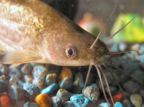 Porochilus rendahli = close up of head