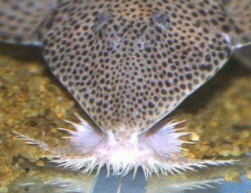 Proloricaria prolixa = head view