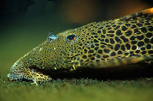 Pseudacanthicus leopardus = head view