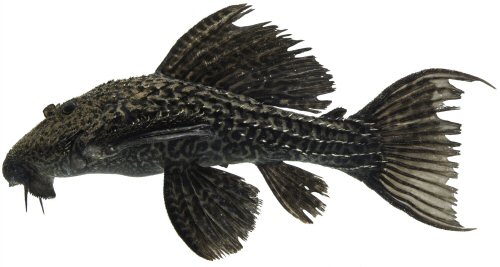 Pseudacanthicus nyktos