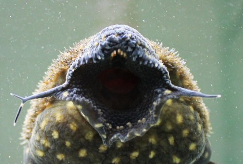 Pseudacanthicus sp. (L520) = Showing bicuspid teeth