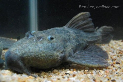 Pseudacanthicus sp. (L063) = head view