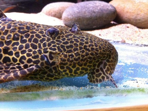 Pseudacanthicus sp. (L114)  = head view