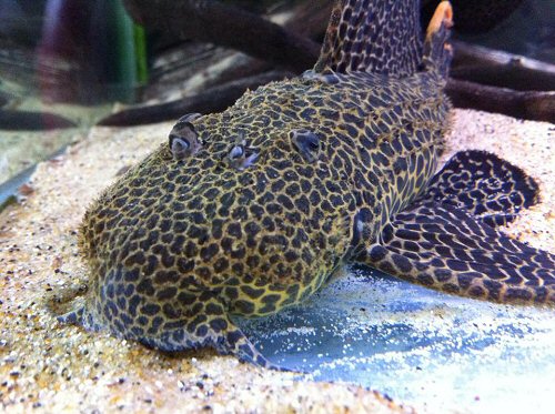 Pseudacanthicus sp. (L114)  = head view