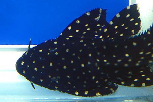 Pseudacanthicus sp. (L282)  = head view