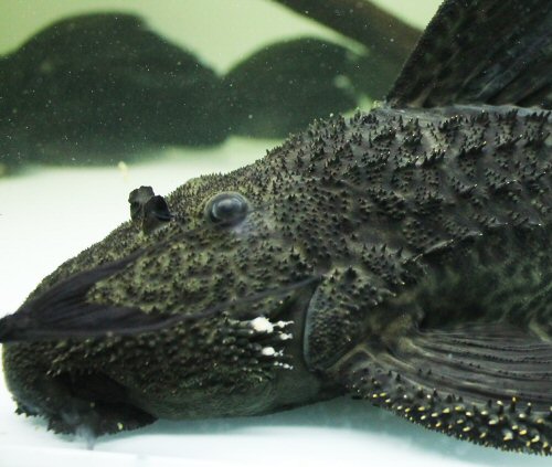 Pseudacanthicus sp. (L380) = head view