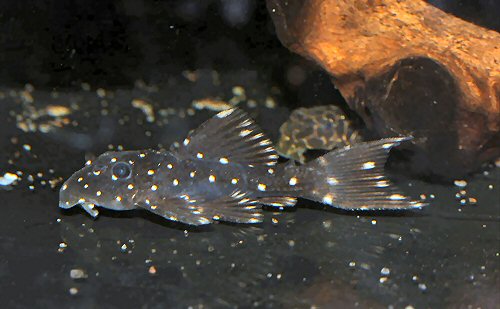 Pseudacanthicus sp. (L452) = juvenile