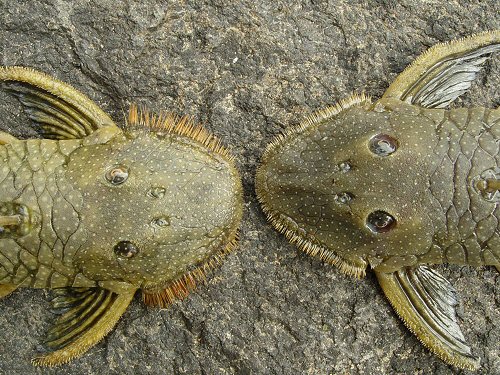 Pseudancistrus barbatus = Pair-female on right male on left