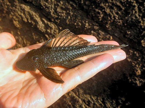 Pseudancistrus barbatus = From Palumeu, Suriname