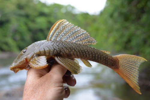 Pseudancistrus barbatus - from the Oyapok