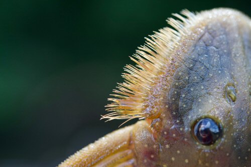 Pseudancistrus barbatus - Male bristles on snout