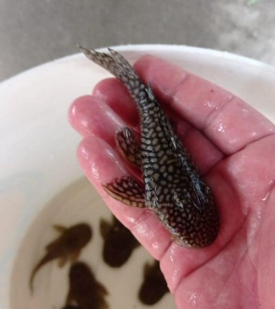 Pseudancistrus genisetiger = dorsal view