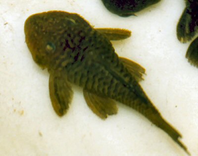 Pseudancistrus sp. (L056) 