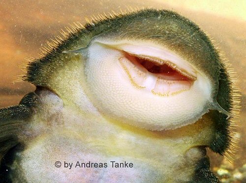 Pseudancistrus nigrescens = mouth view