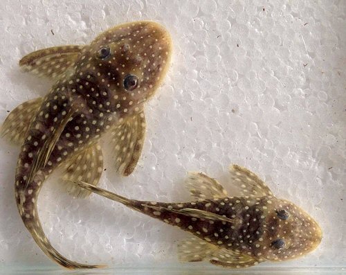 Pseudancistrus sp. (L259) = Juveniles 10/12cm - dorsal view 