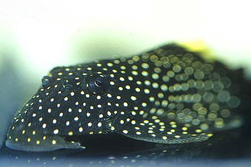 Pseudancistrus asurini = head view