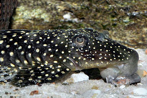 Pseudancistrus zawadzkii = head view