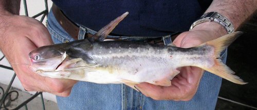 Pseudauchenipterus nodosus = Georgetown, Guyana Fish Market