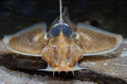 Pseudecheneis sulcata = head view