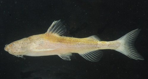 Pseudobagarius subtilis