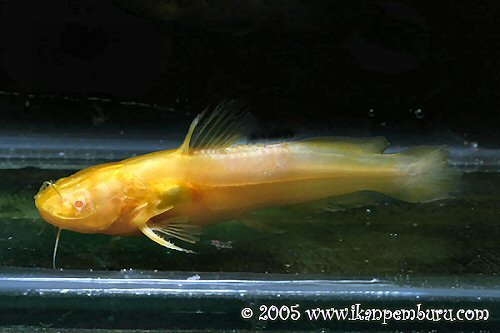 Tachysurus trilineatus - albino form