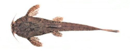 Pseudobunocephalus iheringii