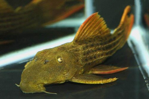 Pseudacanthicus pitanga