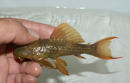 Pseudacanthicus pitanga