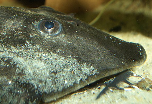 Pseudohemiodon apithanos  = Close up of head