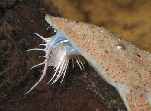 Pseudohemiodon laticeps - Head view with sand particles on head