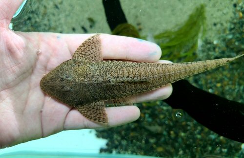 Pseudohemiodon platycephalus = dorsal view