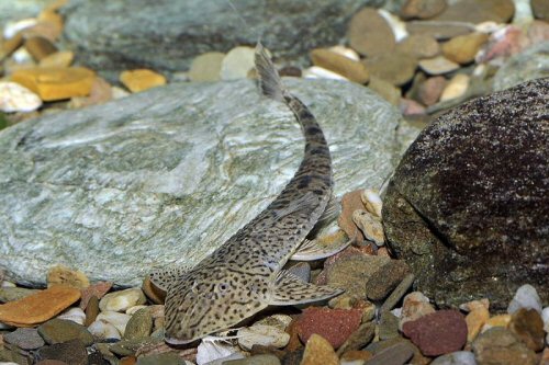 Pseudohemiodon almendarizi = dorsal view