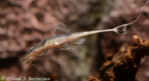 Pseudohemiodon almendarizi = juvenile