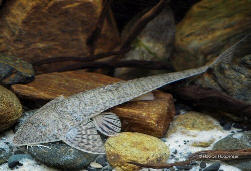 Pseudohemiodon unillano = Colombia