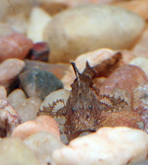 Pseudolaguvia ferruginea = head view