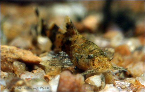 Pseudolaguvia lapillicola = head view