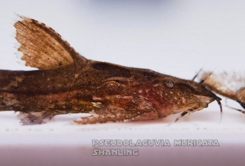 Pseudolaguvia muricata = head view