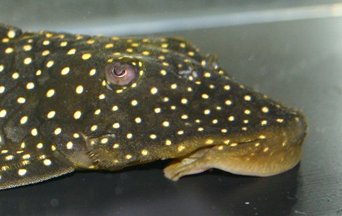 Pseudolithoxus anthrax = head view