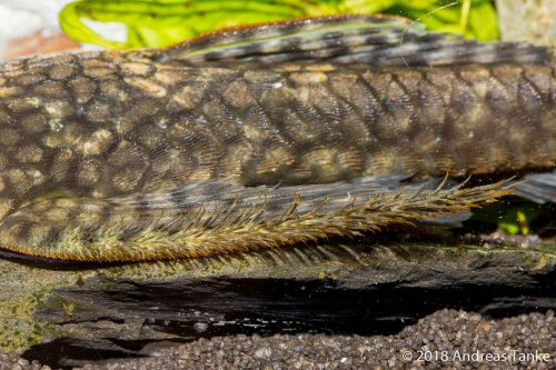 Pseudolithoxus kinja - male odontodes on pectoral fins