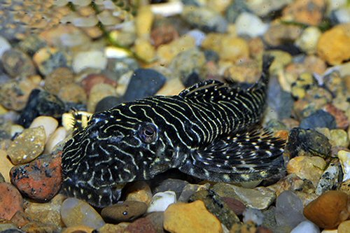 Pseudolithoxus tigris = head view