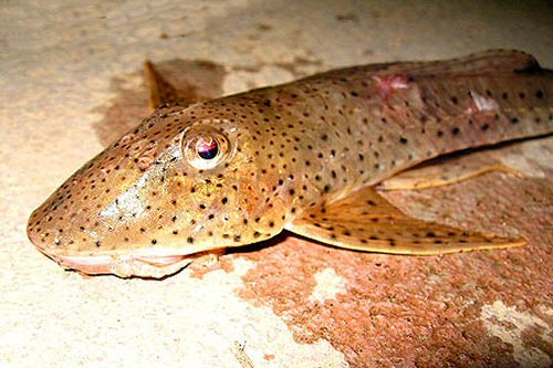 Pseudoloricaria laeviuscula = head view