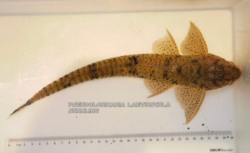 Pseudoloricaria laeviuscula = dorsal view