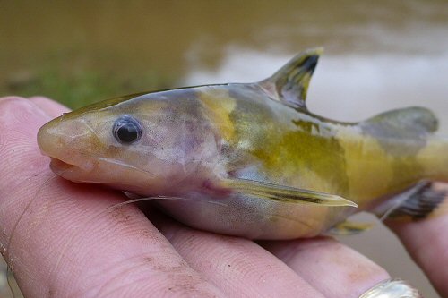 Pseudomystus siamensis = Head view caught in Laos 2010