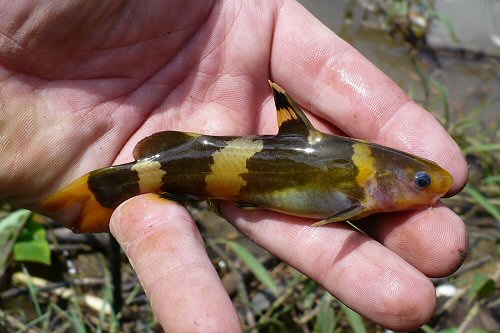 Pseudomystus siamensis = Caught in Laos 2010