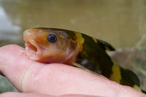 Pseudomystus siamensis = Head view caught in Laos 2010