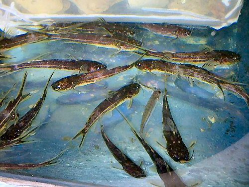 Pseudomystus stenogrammus = Captured in the Katingan river ( Central Borneo- Indonesia)