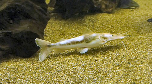 Pseudoplatystoma corruscan = Leucistic specimen