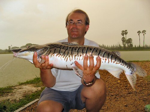 Pseudoplatystoma fasciatum = Caught in Thailand, Asia. 