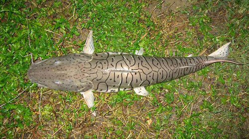 Pseudoplatystoma fasciatum = caught in Thailand, Asia.