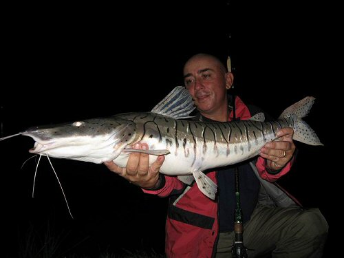 Pseudoplatystoma fasciatum  = caught in Thailand, Asia  by image contributor J-FH